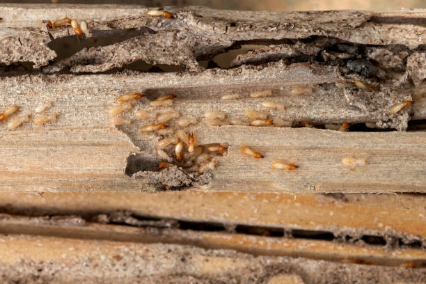 Best Pest Control Near Me  in Fort Dick, CA